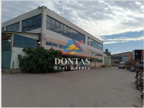 תמונת אספרופירגוס למכירה (0)