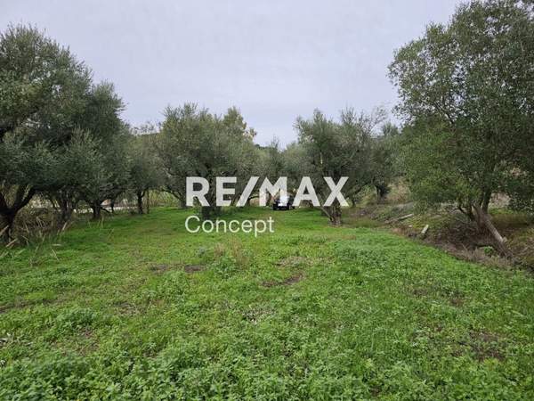 תמונת זקינתוס למכירה (0)