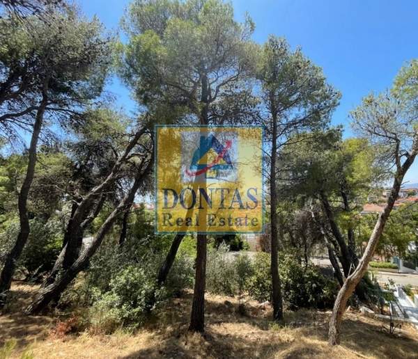 תמונת פאנטלי למכירה (0)