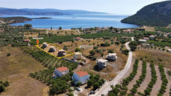 תמונת ארמיונידה למכירה (0)