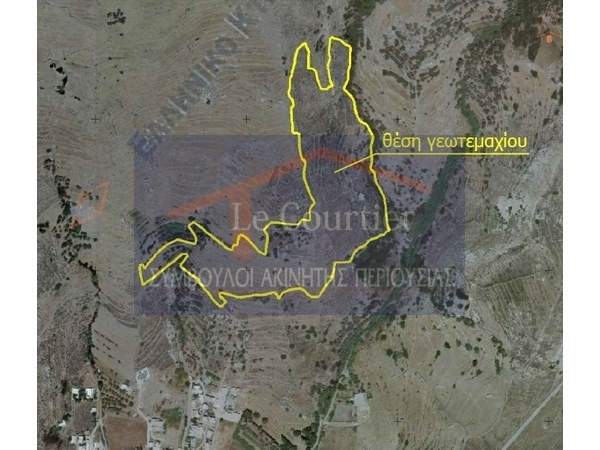 תמונת טינוס למכירה