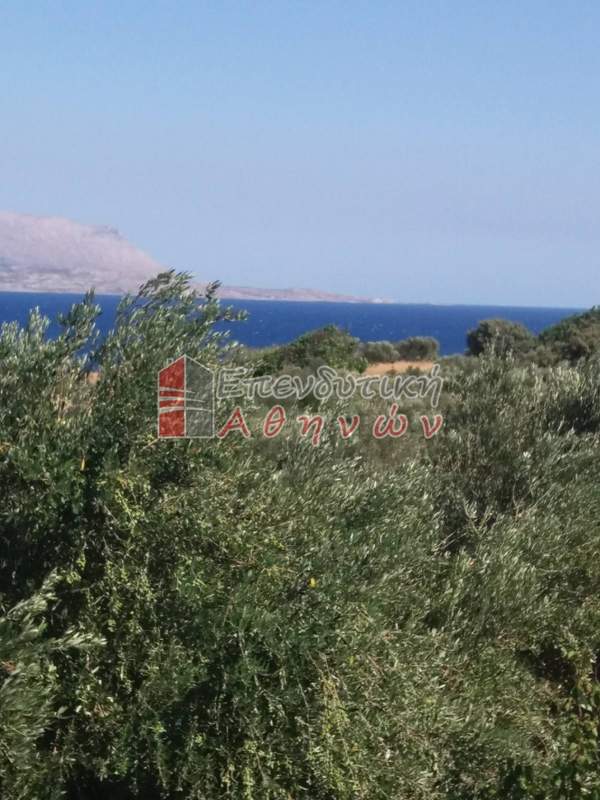 תמונת קורופי למכירה (1)