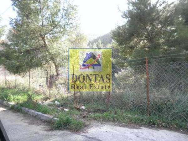 תמונת דיוניסוס למכירה