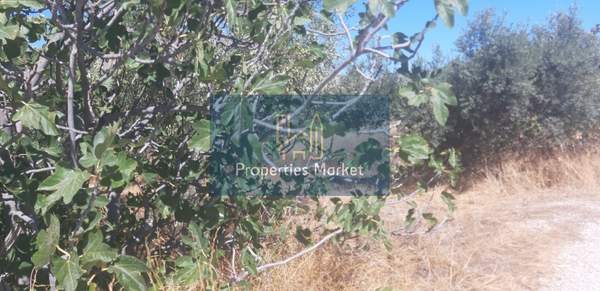 תמונת אנאוויסוס, סרוניקוס למכירה (0)