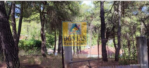 תמונת דיוניסוס למכירה (1)