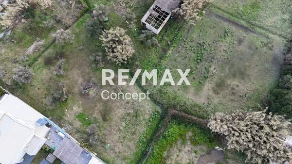 תמונת זקינתוס למכירה (0)