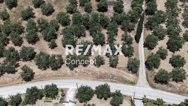 תמונת זקינתוס למכירה (0)