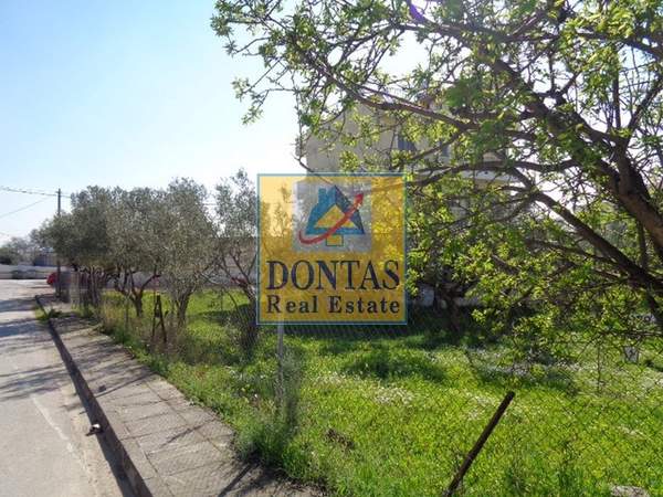 תמונת אכרניס, אתונה למכירה (0)