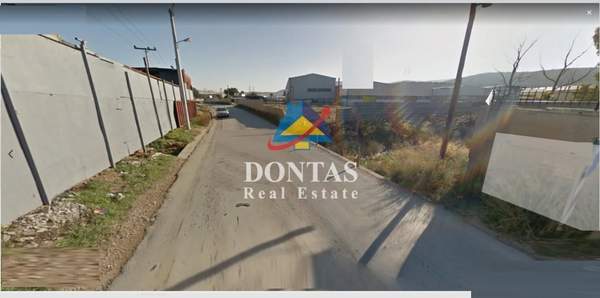 תמונת אספרופירגוס למכירה (1)