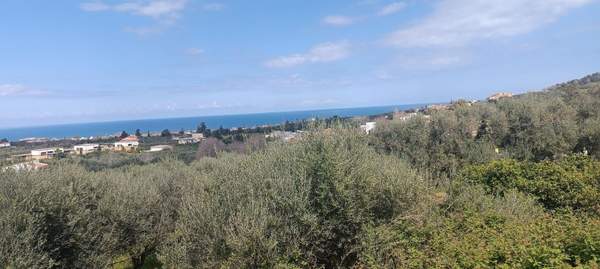 תמונת פלטניאס למכירה (1)