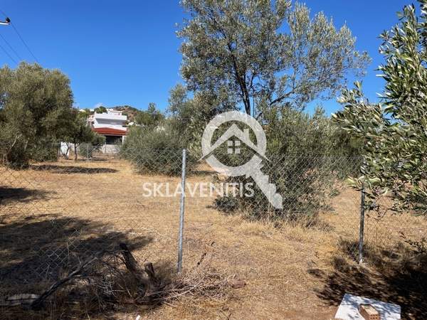 תמונת ספטה ארטמידה למכירה (0)