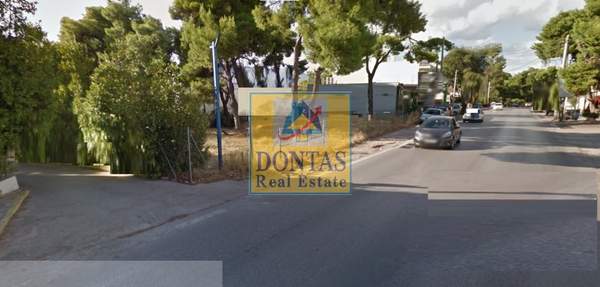 תמונת נאה קיפיסיה, קיפיסיה למכירה (0)