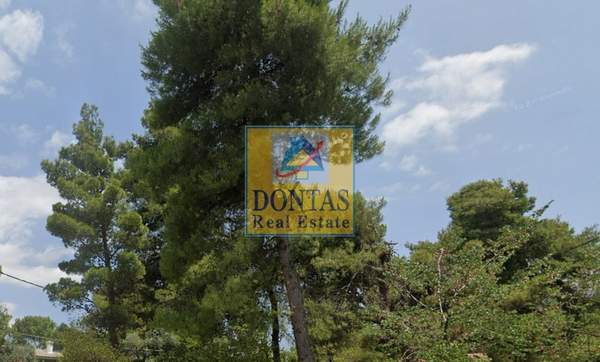 תמונת קיפיסיה למכירה (0)