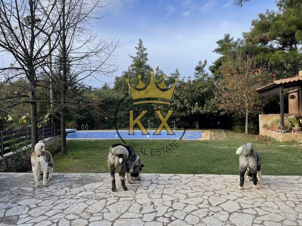 תמונת דיוניסוס למכירה (0)