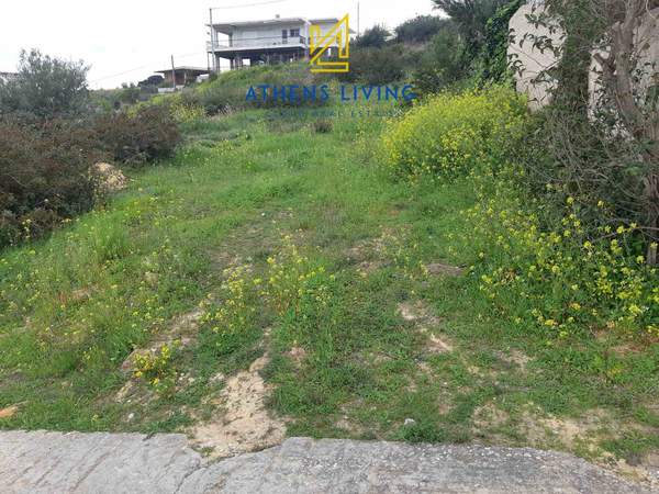 תמונת ראפינה - פיקרמי למכירה (1)