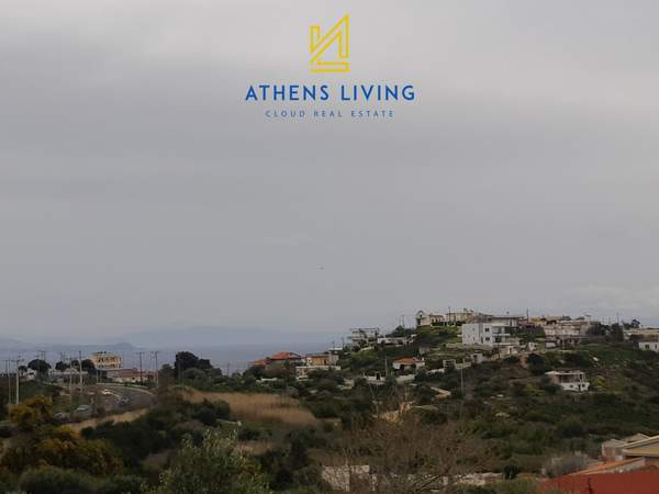 תמונת ראפינה - פיקרמי למכירה (0)