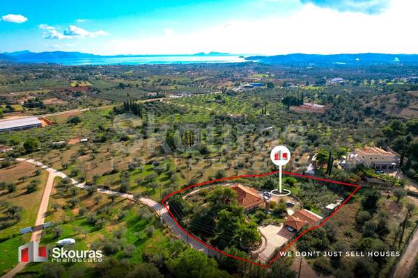 תמונת ארמיונידה למכירה