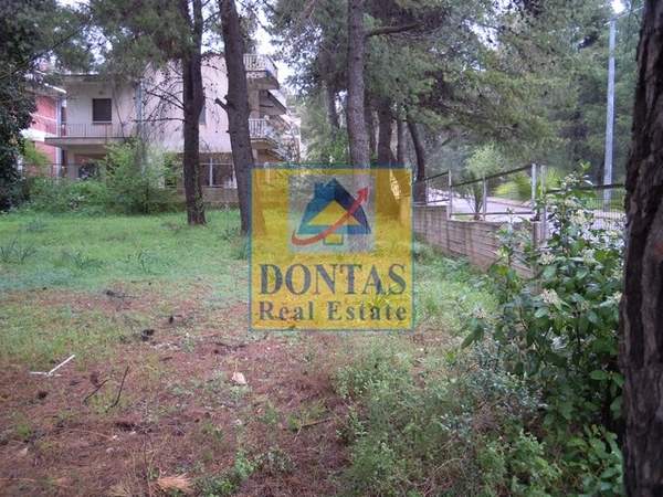 תמונת דיוניסוס למכירה (0)