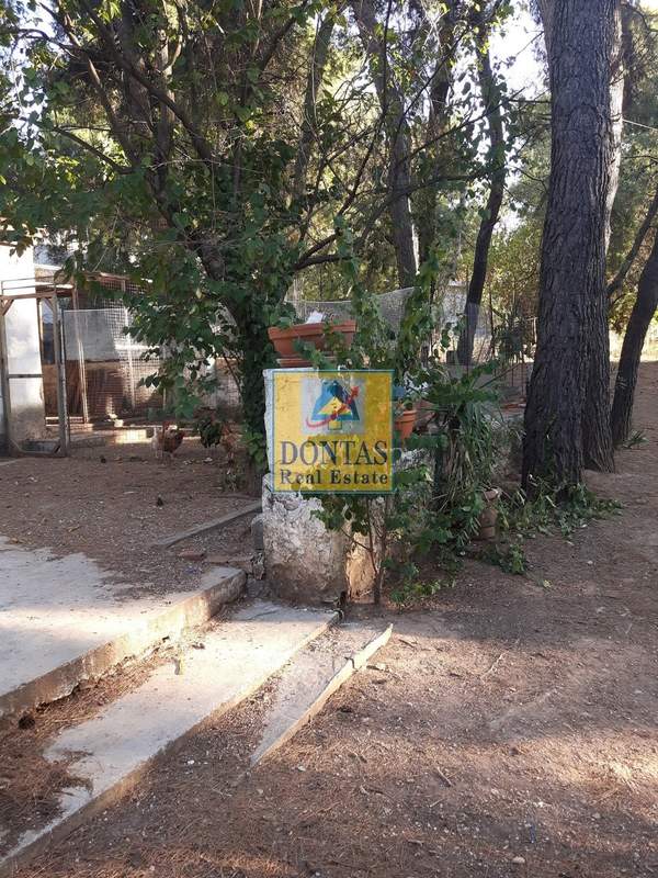 תמונת דיוניסוס, אתונה למכירה (0)