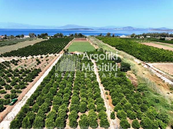 תמונת נאפפליו, פלופונס למכירה (0)