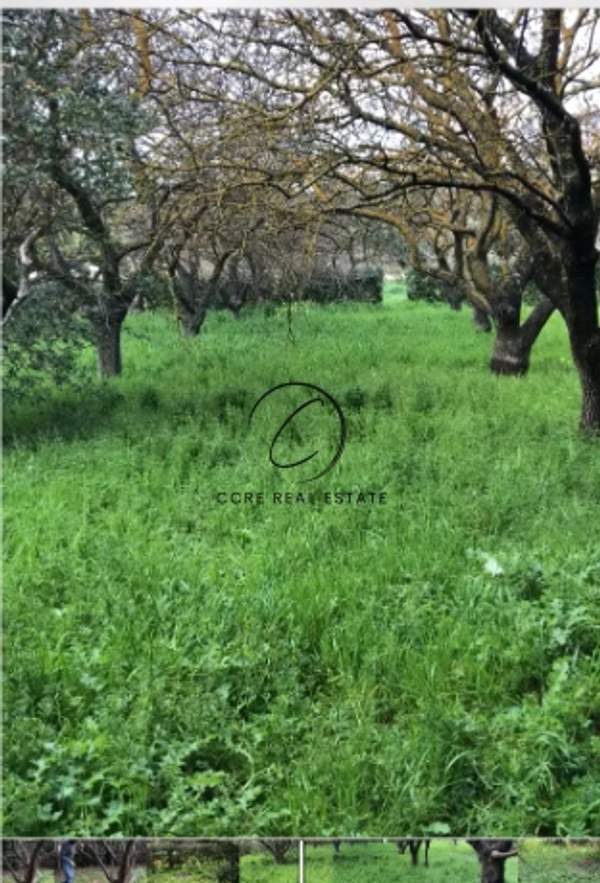 תמונת מרוסי, אתונה למכירה