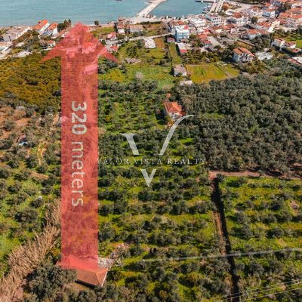 תמונת מסיני, פלופונס למכירה