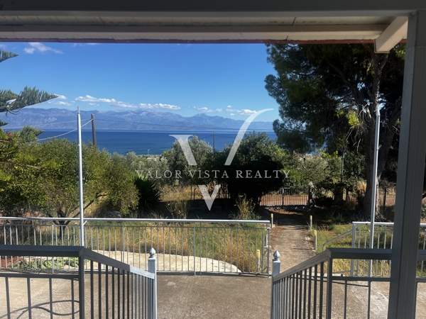 תמונת מסיני, פלופונס למכירה (0)