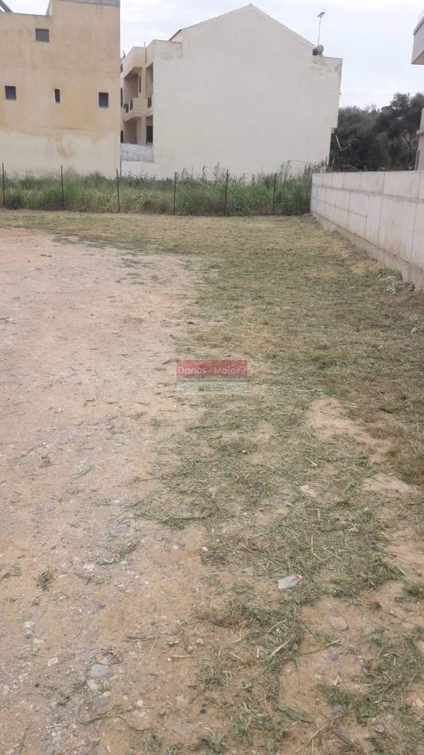 תמונת פלטניאס למכירה (1)