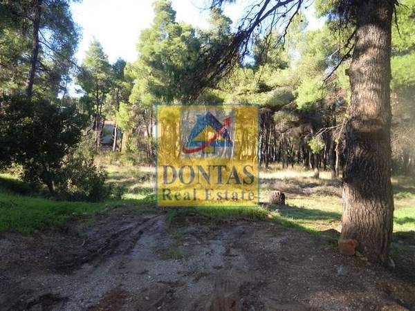 תמונת דיוניסוס, אתונה למכירה (0)