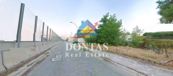 תמונת נאה קיפיסיה, קיפיסיה למכירה (0)