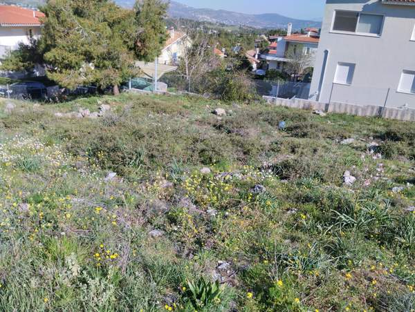 תמונת דיוניסוס, אתונה למכירה (0)