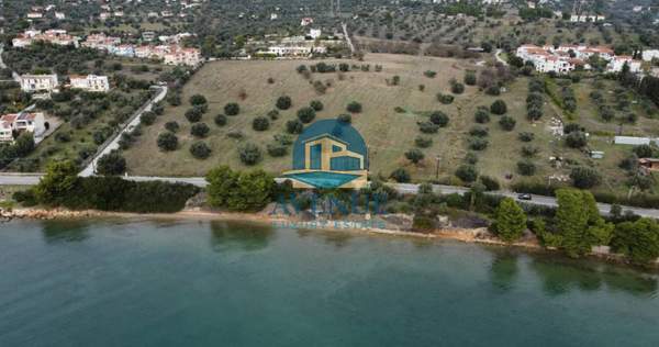 תמונת ארטריה למכירה