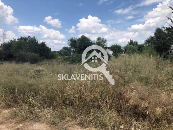 תמונת פאליני למכירה (0)