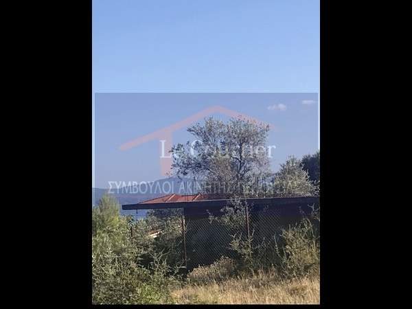 תמונת אמרינתוס, ארטריה למכירה (1)