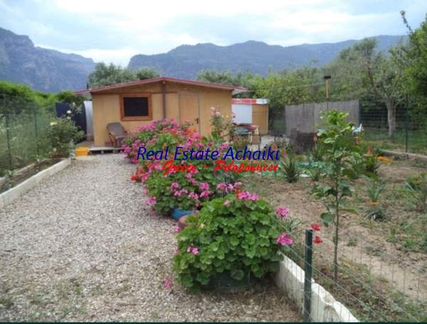 תמונת איגאליאה, פלופונס למכירה