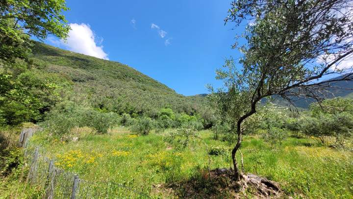 תמונת קורפו למכירה