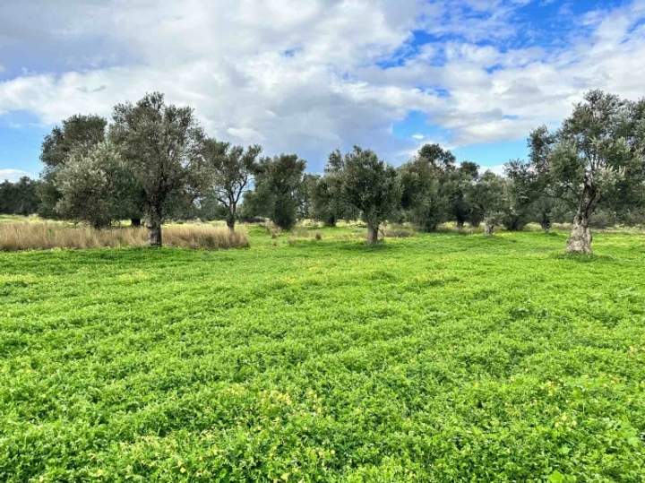 Festos, Crete for sale