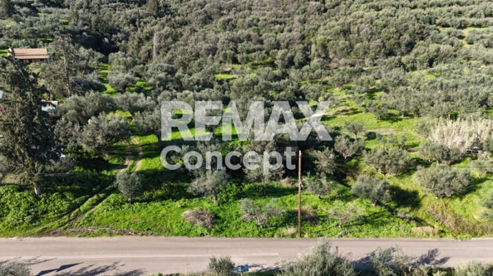 תמונת זקינתוס למכירה