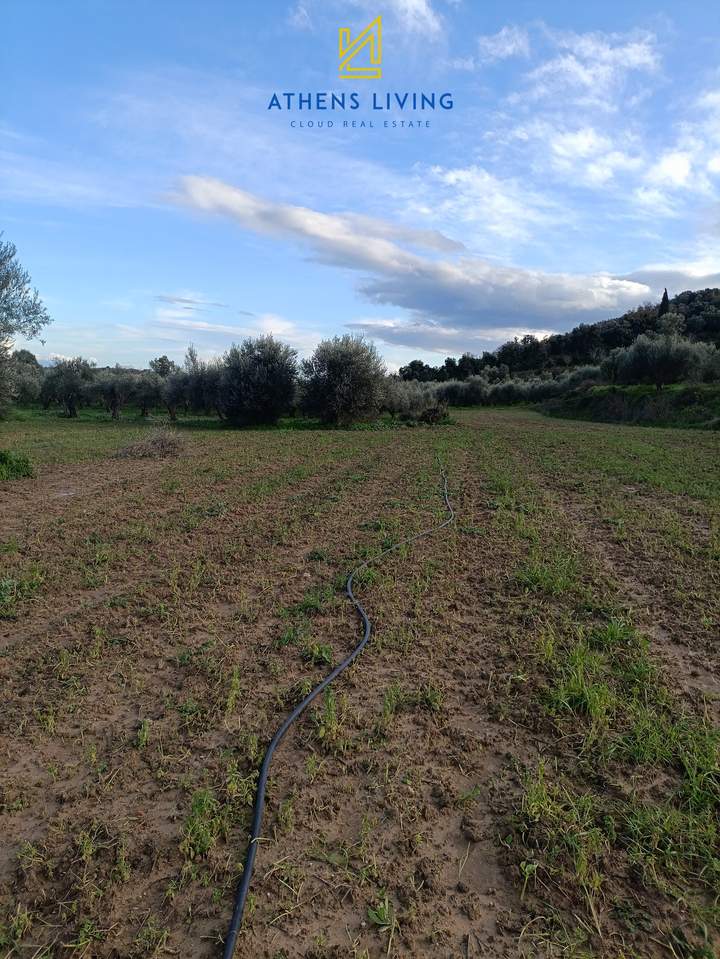 Messini, Peloponnese for sale