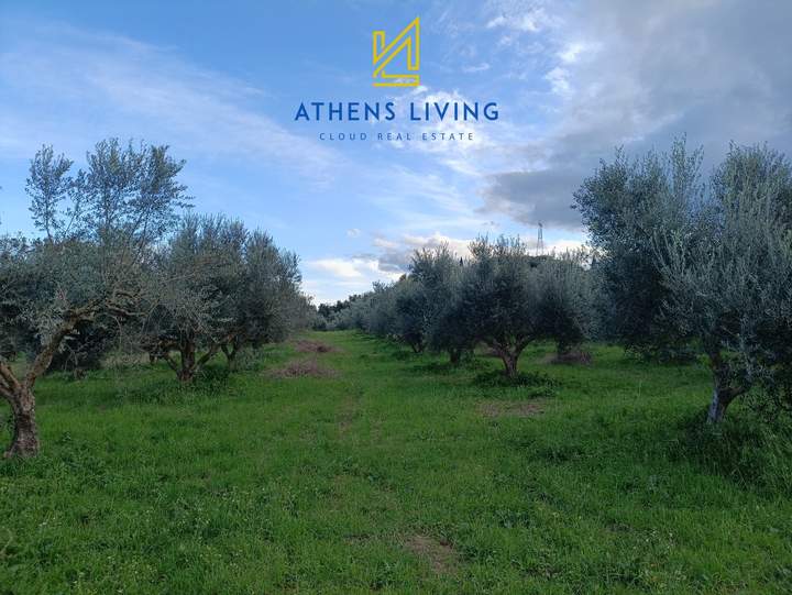 Messini, Peloponnese for sale