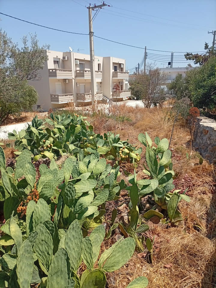 Kounoupidiana, Chania, Crete for sale