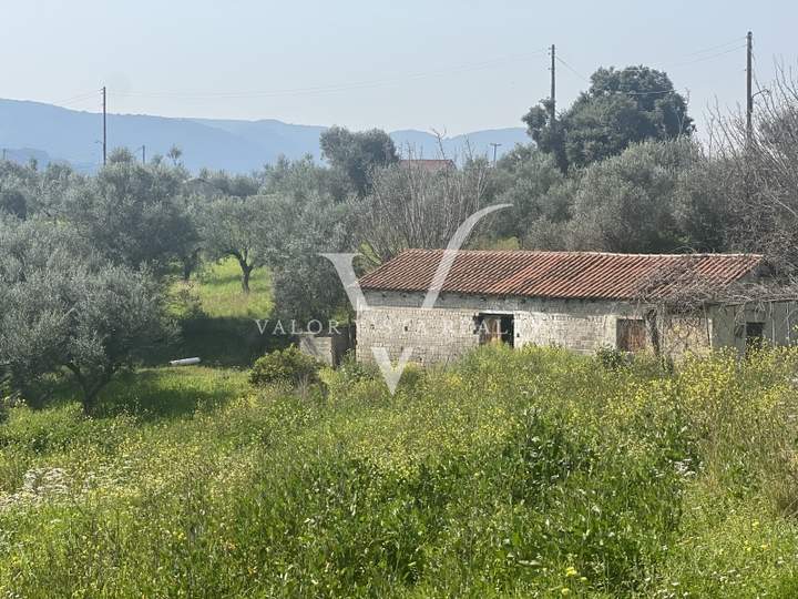 תמונת מסיני, פלופונס למכירה