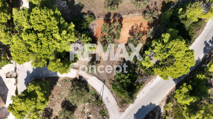 תמונת זקינתוס למכירה