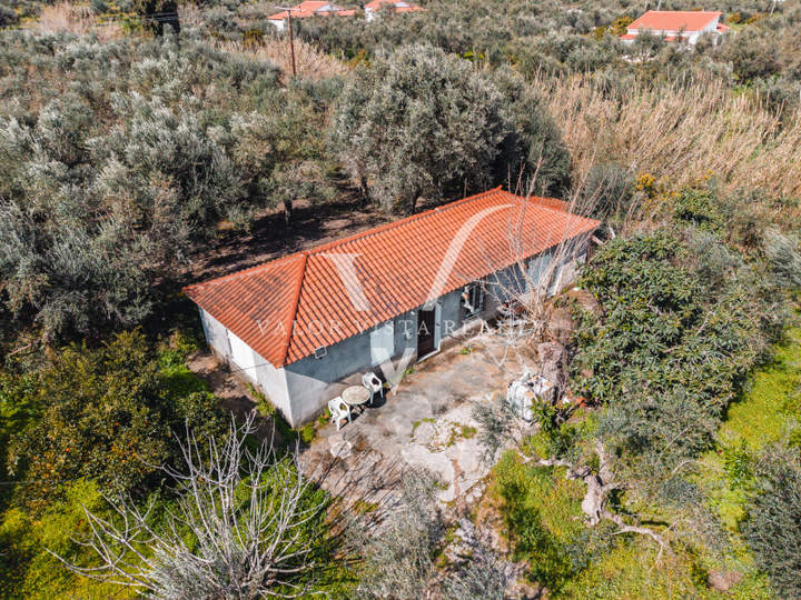 תמונת מסיני, פלופונס למכירה