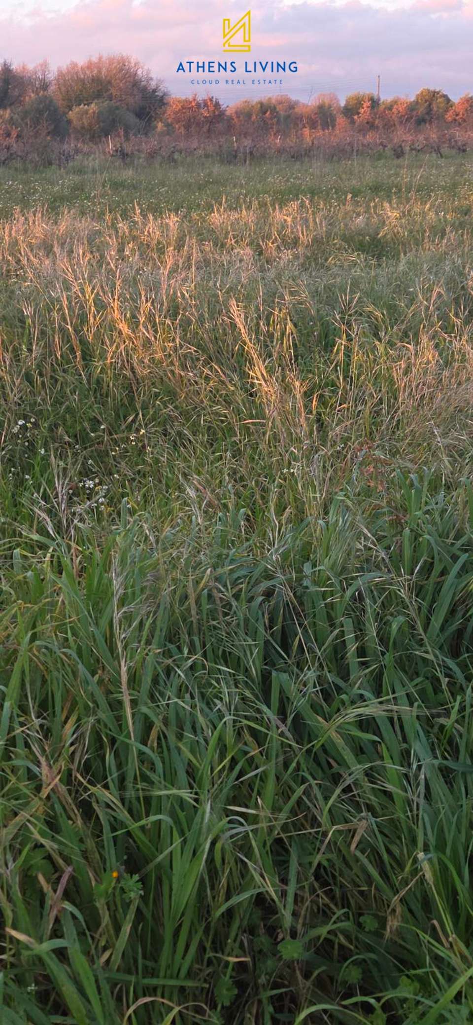 Image 0 of 8