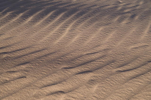 Wind-rippled sand forms parallel ridges on a dune