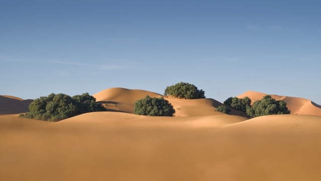 Green trees grow among golden sand dunes