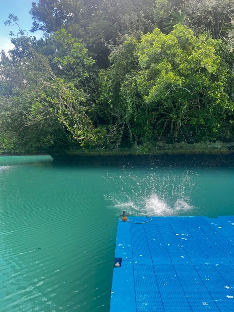 帛琉行程推薦|Day2 Rock Island 浮潛+牛奶湖+鯊魚驚喜一日遊 6 47919B2B 0ECE 4D38 9257 CD75C7EF3345 1 105 c