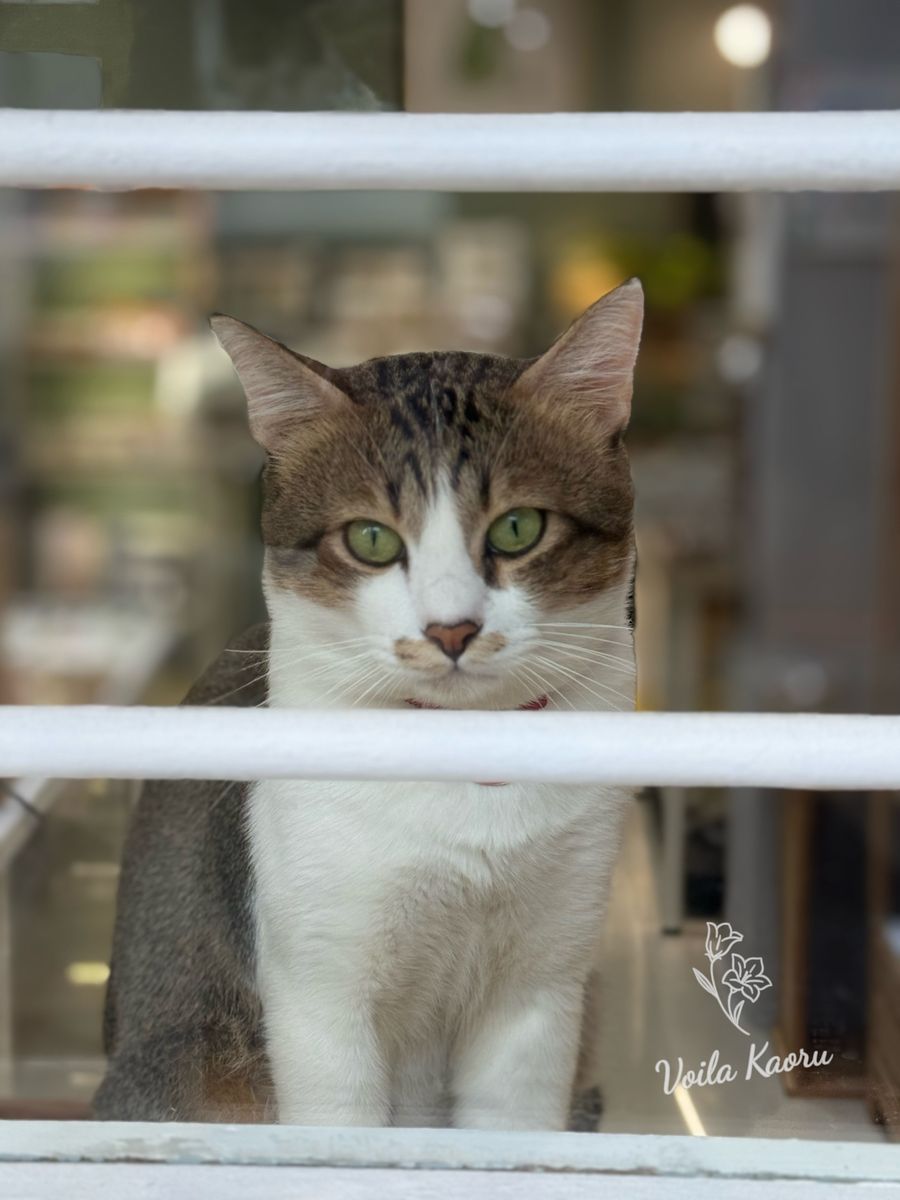 檳城旅行心得:一場不驚艷但真實的馬來西亞小島初體驗 2 IMG 1750