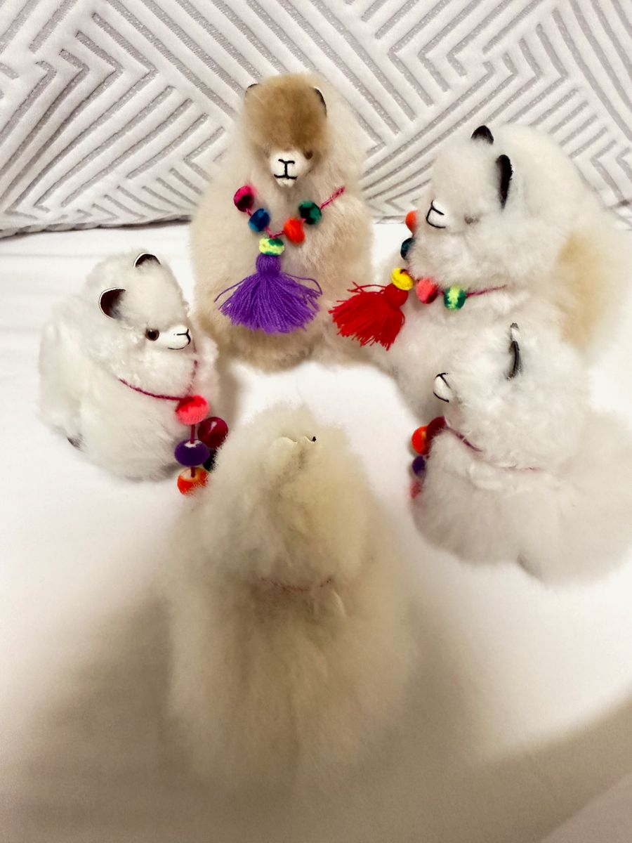alpaca